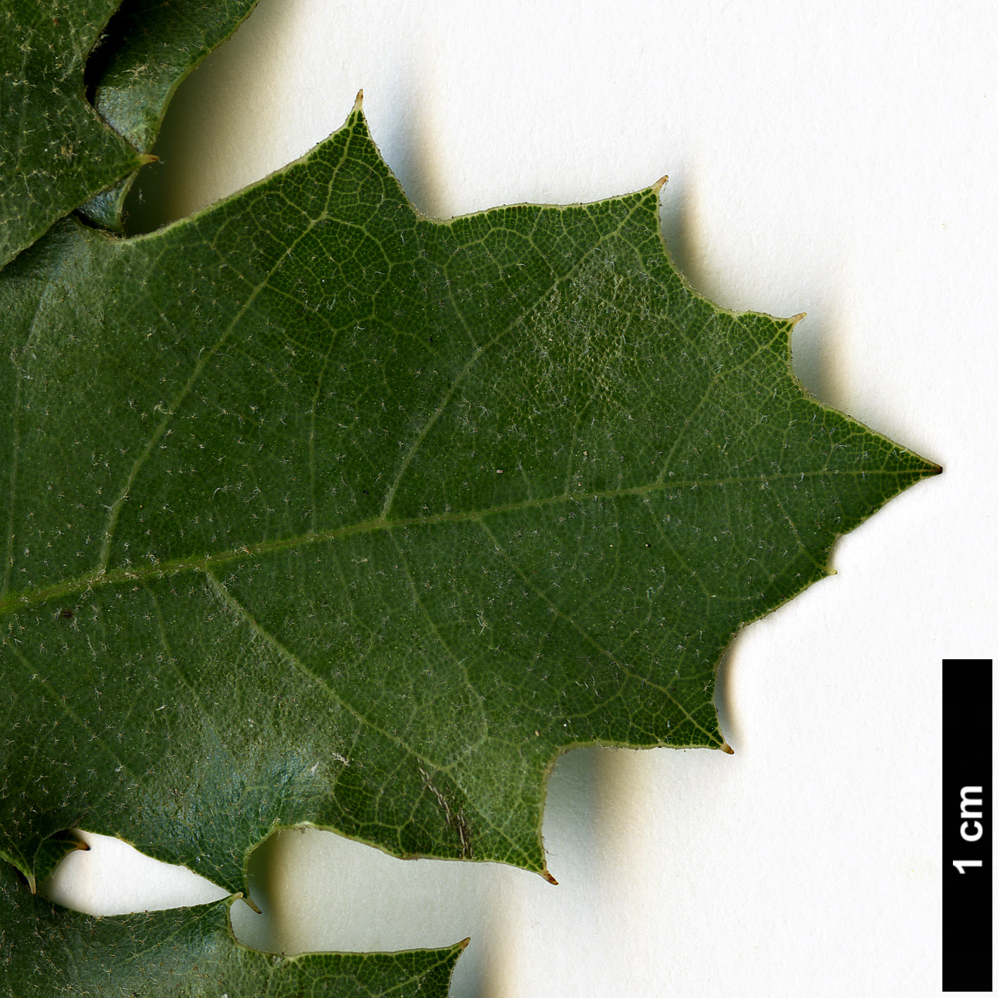 High resolution image: Family: Fagaceae - Genus: Quercus - Taxon: invaginata High resolution image: Family: Fagaceae - Genus: Quercus - Taxon: invaginata